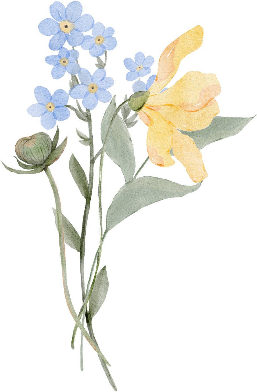 Watercolor flowers and floral bouquet